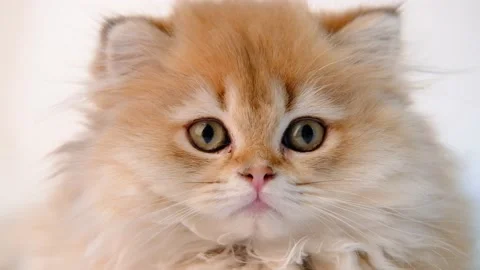 Portrait of a cute fluffy multicolored ginger kitten looking at the camera close Stock Footage 164892009