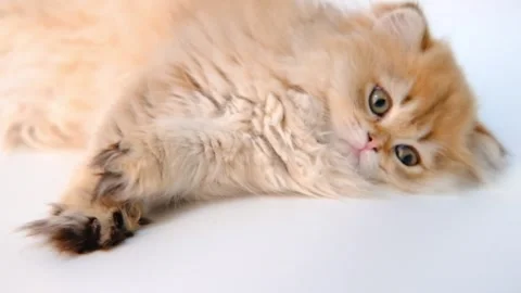 Portrait of a cute fluffy multicolored ginger kitten looking at the camera close Stock Footage 276388997