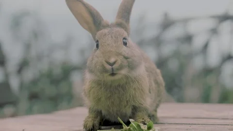 Portrait of a cute fluffy rabbit with big ears, bunny, Easter bunny. Stock Footage 242224891