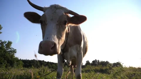 Portrait of cute friendly kine standing at green lawn and looking. Cow grazing Stock Footage 307481664