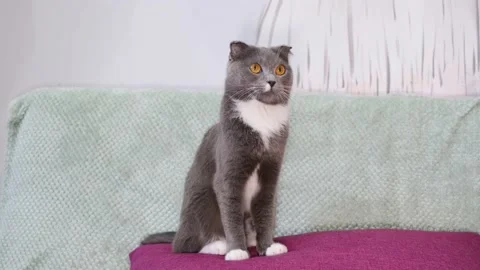 Portrait of a cute funny gray cat with green eyes. Stock Footage 151320656