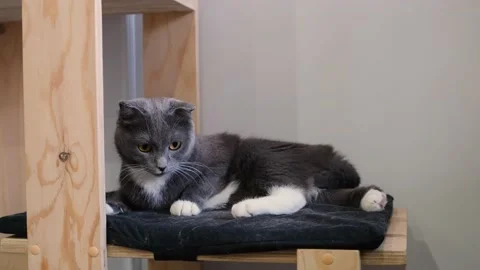 Portrait of a cute funny gray fold cat in a pet house. Stock Footage 151320735