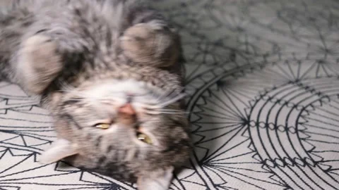 Portrait of a cute funny gray tabby cat lying on the floor. Stock Footage 151320848