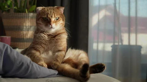 A portrait of a cute ginger cat sitting upright in its bed, struggling to wake Stock Footage 289072664