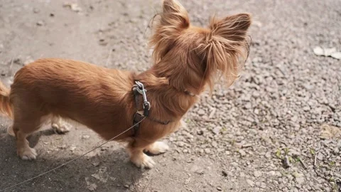 Ginger long outlet haired chihuahua