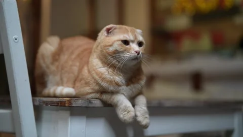 Portrait of cute ginger Scottish Fold cat with folded ears hand fed treat by Stockbeeldmateriaal 342772214
