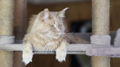 Portrait of a cute ginger tabby Maine Coon kitten lying on a play stand Stock Footage 328993992