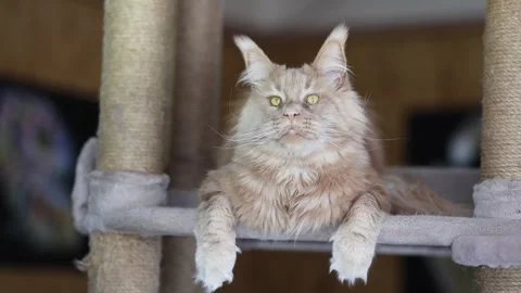 Portrait of a cute ginger tabby Maine Coon kitten lying on a play stand Stock Footage 328994005