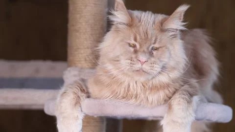 Portrait of a cute ginger tabby Maine Coon kitten lying on a play stand Stock Footage 328994048