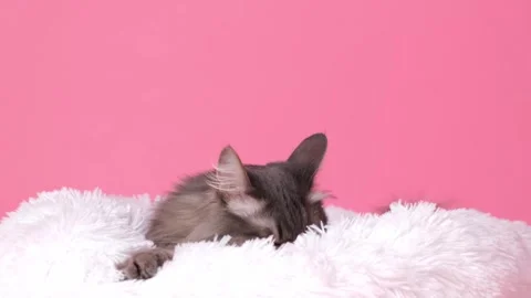 Portrait of a cute gray cat in his white lounger on a pink background. Stock Footage 263449804