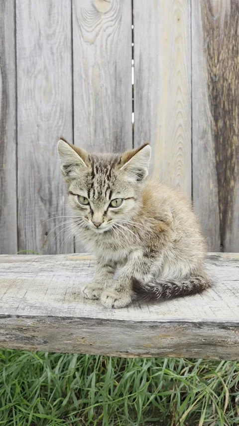 Portrait of cute gray kitten sits on wooden bench against the backdrop of wooden Stock Footage 344052228