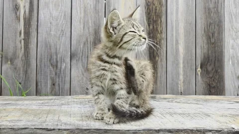 Portrait of cute gray kitten sits on wooden bench against the backdrop of fence Stock Footage 344052231
