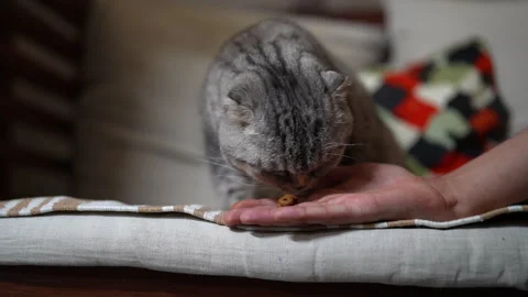 Portrait of cute grey Scottish Fold cat gently eats dry food treat from owners 스톡 동영상 342769478