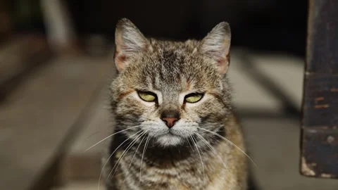 Portrait of a cute grumpy cat on a sunny day 動画素材 306248728