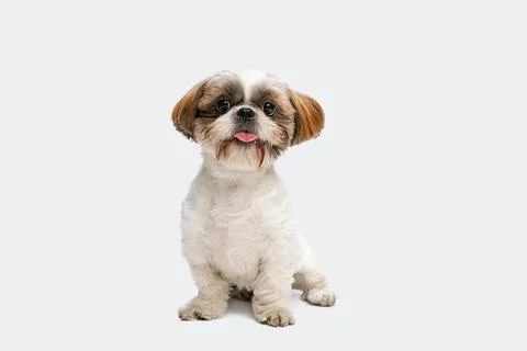 Portrait of cute joyful Shih Tzu dog sitting on floor with sticked out tongue Stock Photos