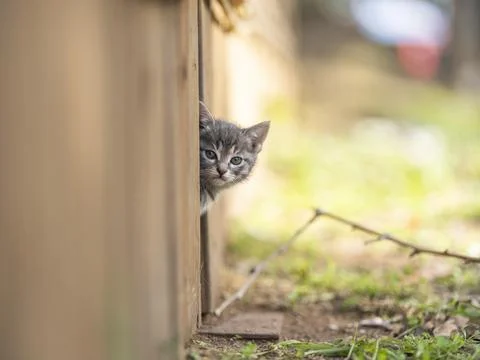 Portrait of a cute kitty Stock Photos