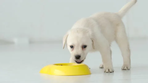 Portrait of cute labrador puppy eats from a yellow bowl on a white floor Stock Footage 144417739