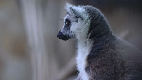Portrait of a cute lemur. Funny animals Stock Footage 159643368