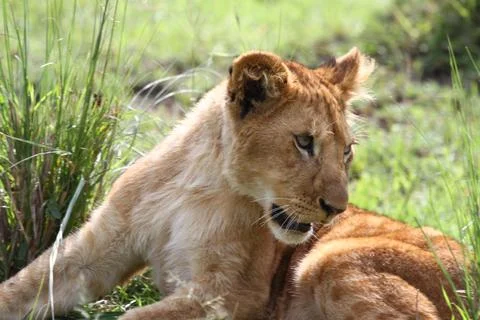 Portrait of a cute lion cub looking into camera Stock Photos