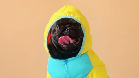 Portrait cute little black pug dog wearing costume with hood looking at camera Stock Footage