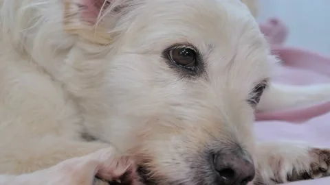 Portrait of cute mixed breed dog with sad eyes sleepy laying on the bed with Stock-Footage 221556033