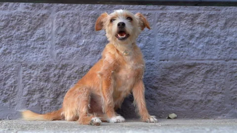Portrait of cute mongrel dog posing on camera against grey concrete wall Stock Footage 211401831