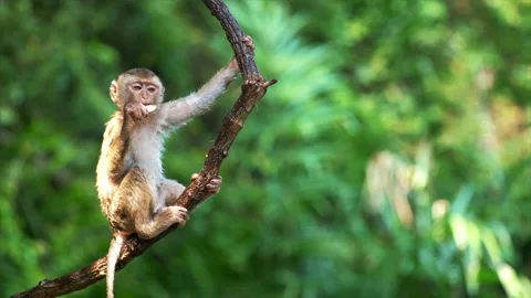 Portrait of cute monkey on branch looking at camera. Cute baby ape eating fruits Stock Footage 148275581