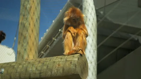 Portrait of cute monkey on branch with a sad look Stock Footage 172418444