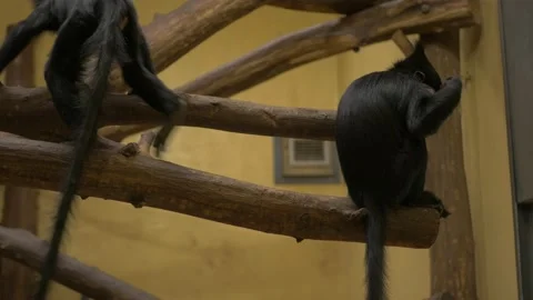 Portrait of cute monkeys on branch pulling the tail of other monkey Stock Footage 172418536