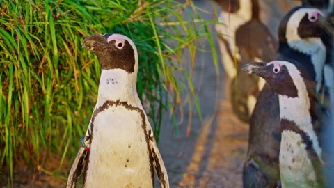 Portrait of cute penguin close up in summer time in park Stock Footage 307778794