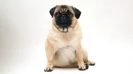 Portrait Of A Cute Pug Dog With Big Sad Eyes Stock Footage