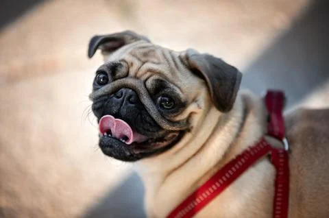 Portrait of a cute pug Stock Photos