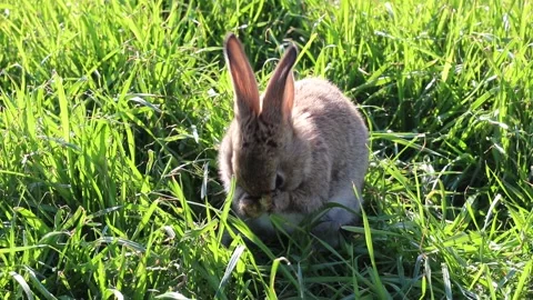 Portrait of a cute rabbit with big ears, looking directly at the camera, on a Stock Footage 169988387