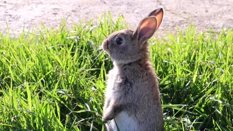 Portrait of a cute rabbit with big ears, looking directly at the camera, on a Stock Footage 169988534