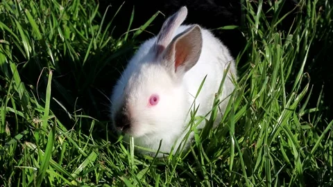 Portrait of a cute rabbit with big ears, looking directly at the camera, on a Vidéo 169988566