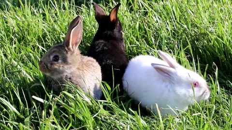 Portrait of a cute rabbit with big ears, looking directly at the camera, on a Stock Footage 171074346