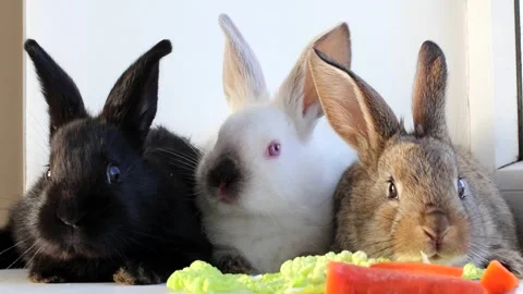 Portrait of a cute rabbits, looking directly at the camera Vidéo 172480353