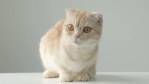 Portrait of cute red Scottish fold cat sitting on white table on gray background Video stock 212230267
