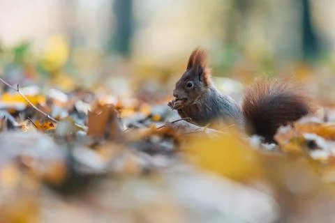 Portrait of a cute red squirrel (Sciurus vulgaris) Stock Photos