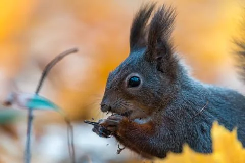 Portrait of a cute red squirrel (Sciurus vulgaris) Foto stock