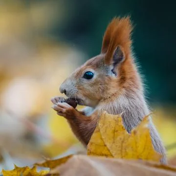 Portrait of a cute red squirrel (Sciurus vulgaris) Foto stock