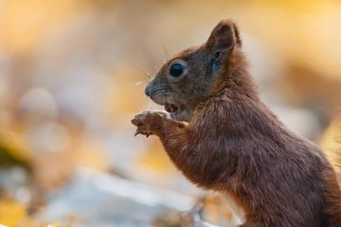 Portrait of a cute red squirrel (Sciurus vulgaris) Stock Photos