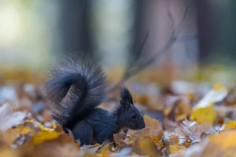 Portrait of a cute red squirrel (Sciurus vulgaris) Stock Photos
