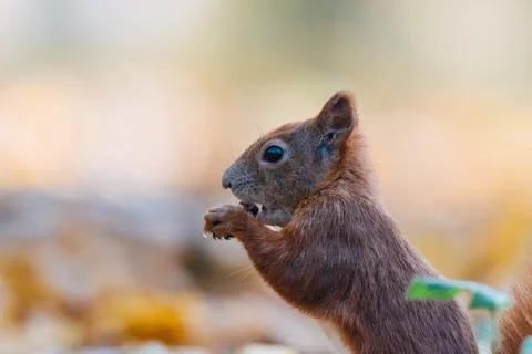 Portrait of a cute red squirrel (Sciurus vulgaris) Stock Photos