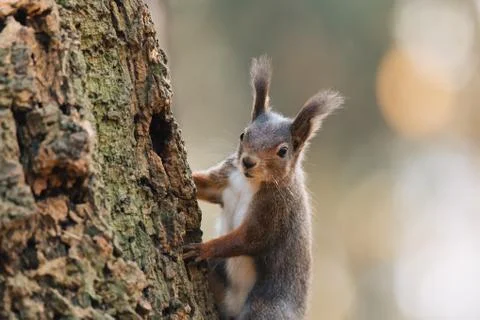 Portrait of a cute red squirrel (Sciurus vulgaris) Stock Photos