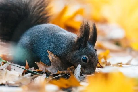 Portrait of a cute red squirrel (Sciurus vulgaris) Stock-Fotos