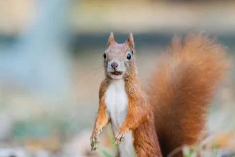 Portrait of a cute red squirrel (Sciurus vulgaris) Stock Photos