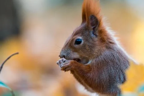 Portrait of a cute red squirrel (Sciurus vulgaris) Stock Photos