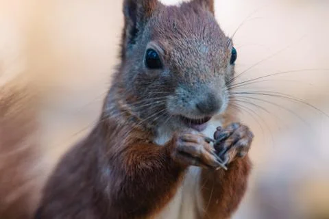 Portrait of a cute red squirrel (Sciurus vulgaris) Foto stock