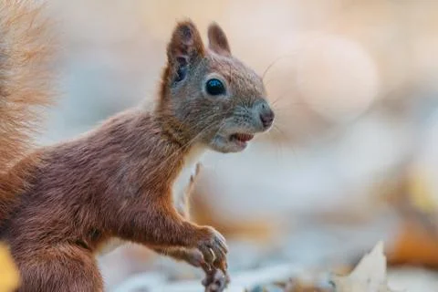 Portrait of a cute red squirrel (Sciurus vulgaris) Stock Photos